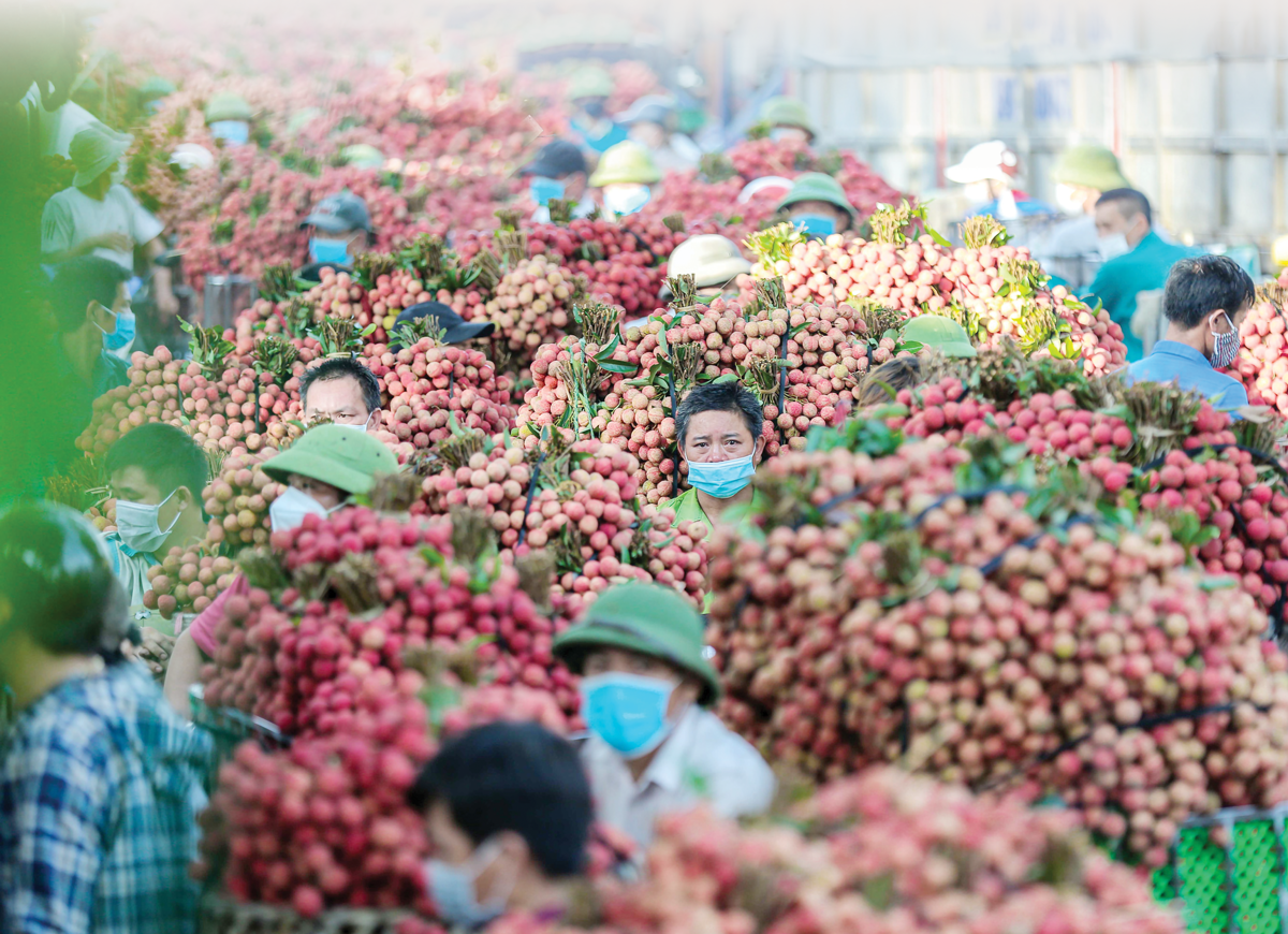 Quả vải bắt đầu v&agrave;o vụ thu hoạch