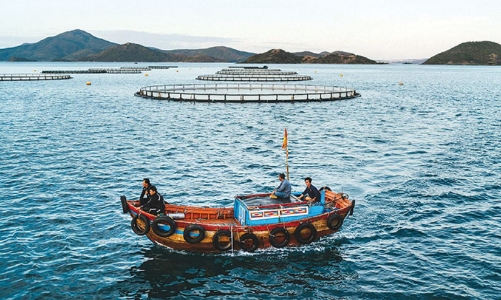 Tạo lập chính sách thu hút đầu tư vào nuôi trồng hải sản trên biển