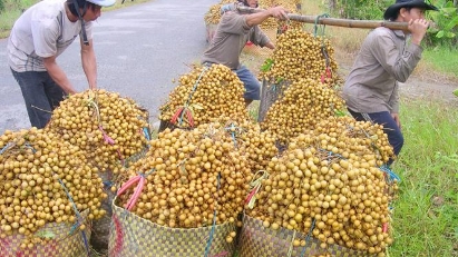 Measures needed to boost longan and lychee exports