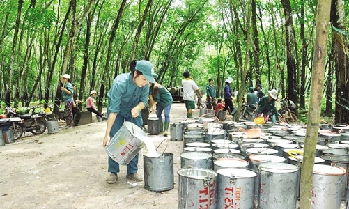 Thị phần cao su Việt Nam đang bị thu hẹp tại Hàn Quốc