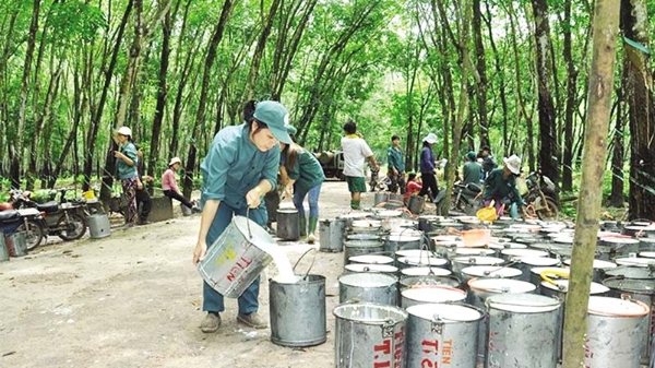 Thị phần cao su Việt Nam đang bị thu hẹp tại Hàn Quốc