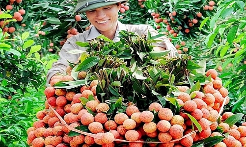 Quả vải Bắc Giang xuất khẩu sắp không phải vào tận Tp.Hồ Chí Minh chiếu xạ