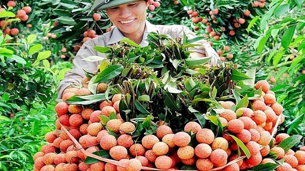 Quả vải Bắc Giang xuất khẩu sắp không phải vào tận Tp.Hồ Chí Minh chiếu xạ