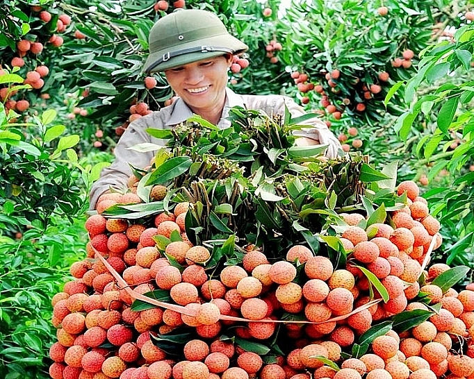 Quả vải của tỉnh Bắc Giang luôn phải đưa vào Thành phố Hồ Chí Minh để chiếu xạ làm cho chi phí, thời gian và giá thành đội lên.
