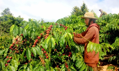 Giá cà phê tăng mạnh nhưng nông dân và doanh nghiệp xuất khẩu không được hưởng lợi