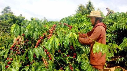 Coffee bean price continues upwards