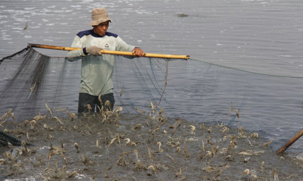 Giá tôm đang giảm sâu, người nuôi thua lỗ