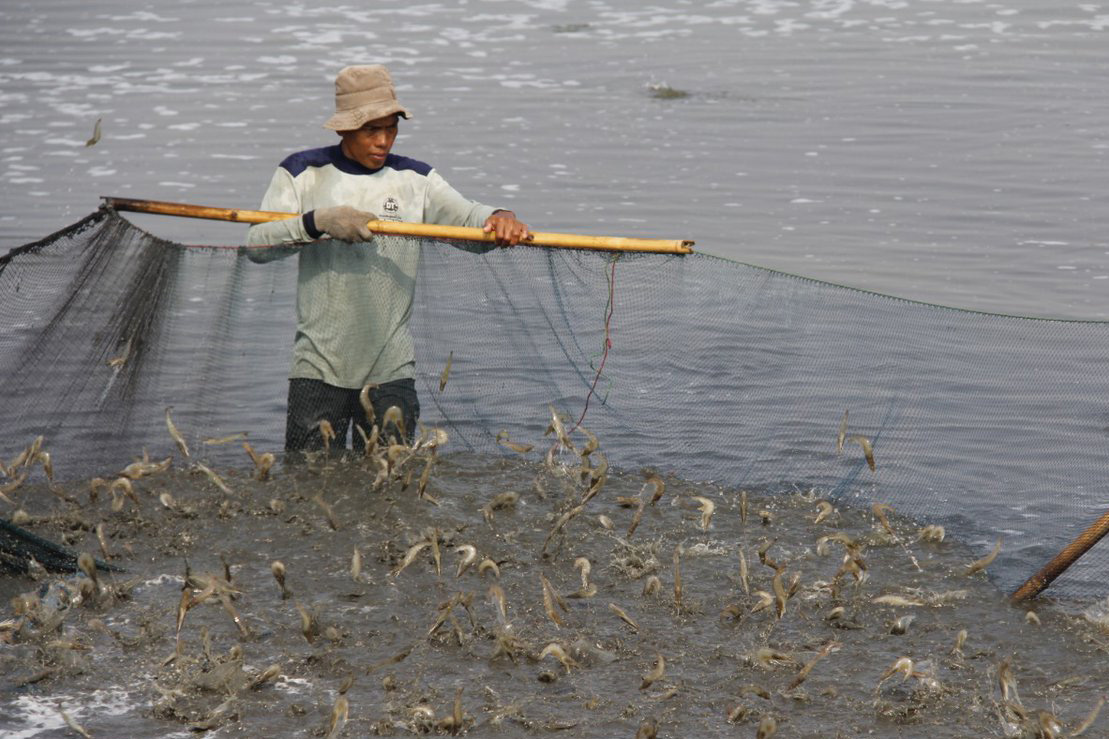 Giá tôm đang giảm sâu, người nuôi thua lỗ