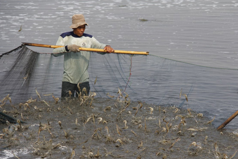 Measures needed to help boost shrimp exports