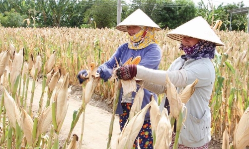 Phấn đấu giải ngân 100% vốn Chương trình mục tiêu quốc gia giảm nghèo năm 2023