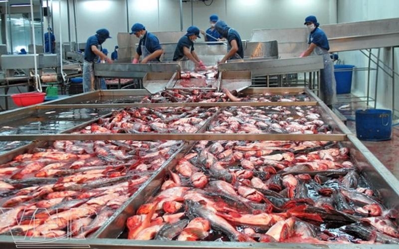 Seafood exports post impressive growth in past 25 years