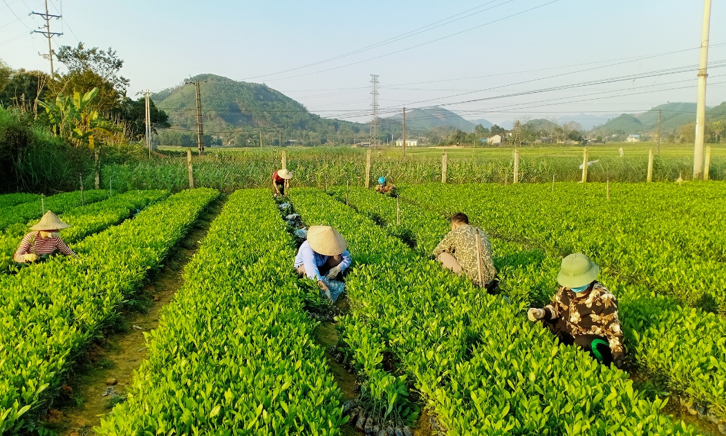Những giống cây trồng, sản phẩm nông nghiệp công nghệ cao sẽ được trưng bày trong Hội chợ - Triển lãm tại TP.HCM - Ảnh minh họa