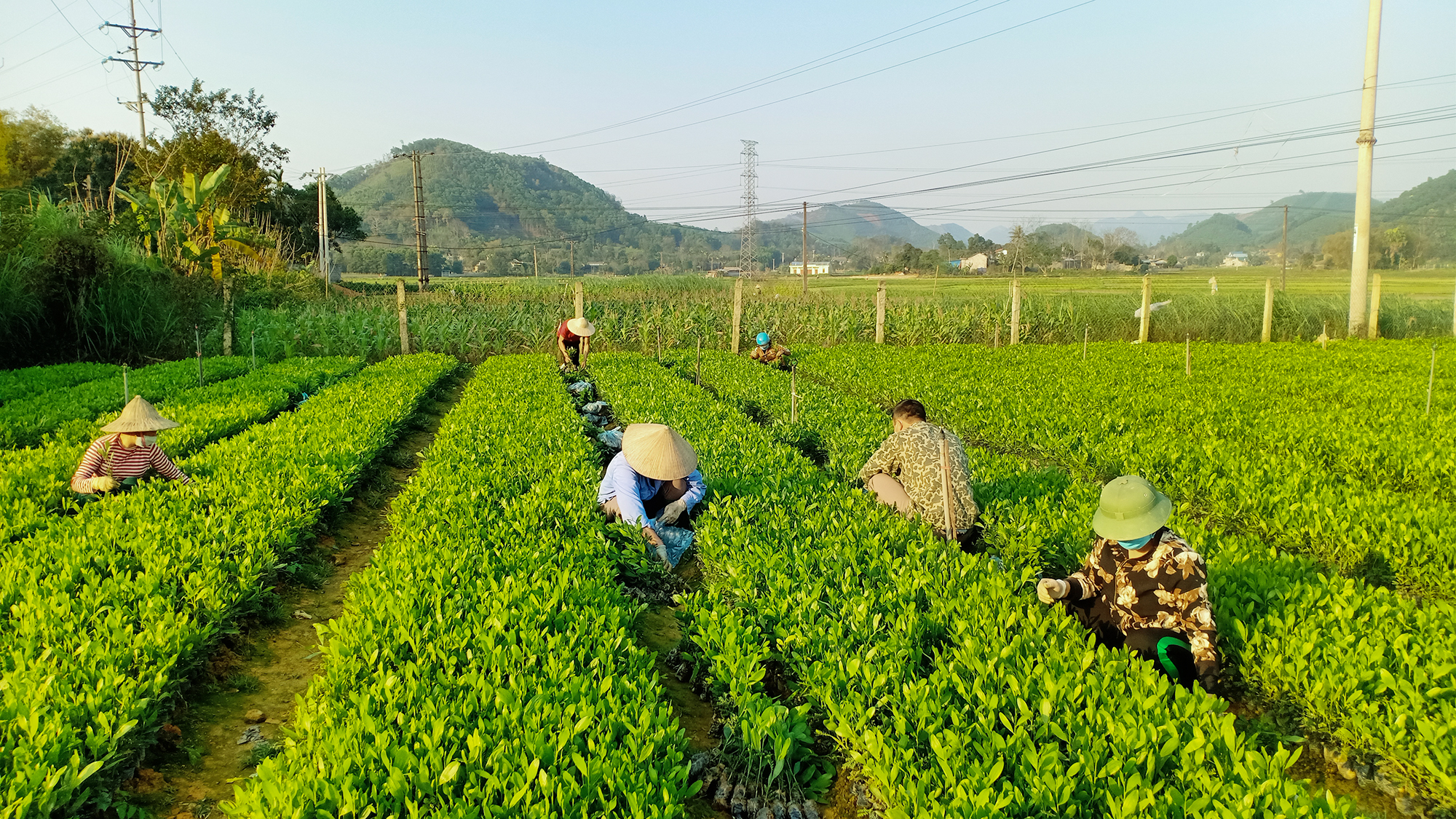 Những giống cây trồng, sản phẩm nông nghiệp công nghệ cao sẽ được trưng bày trong Hội chợ - Triển lãm tại TP.HCM - Ảnh minh họa