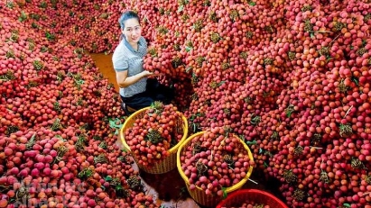 Farmers enjoy bumper lychee crop