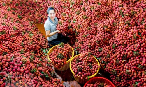 Vải thiều Lục Ngạn “được mùa, được giá”