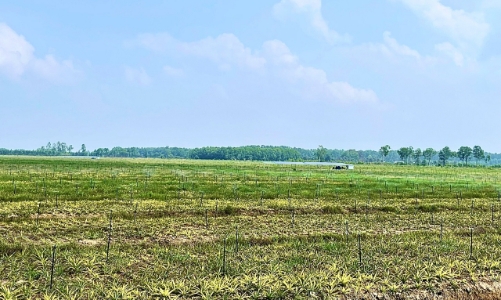 Ống nhựa Hoa Sen đồng hành cùng phát triển nông nghiệp bền vững