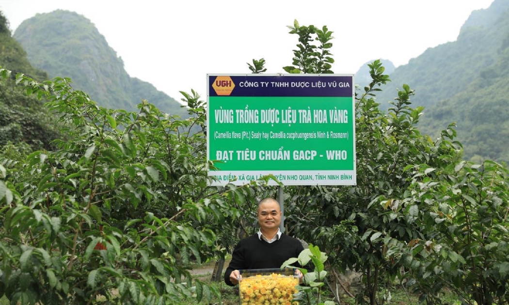 TS, Vũ Văn Tâm trong vườn trồng dược liệu Trà hoa vàng - Nho Quan - Ninh Bình.