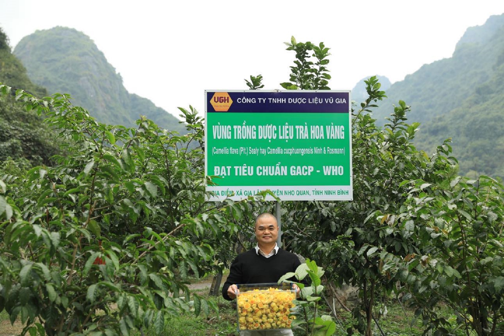 TS, Vũ Văn Tâm trong vườn trồng dược liệu Trà hoa vàng - Nho Quan - Ninh Bình.