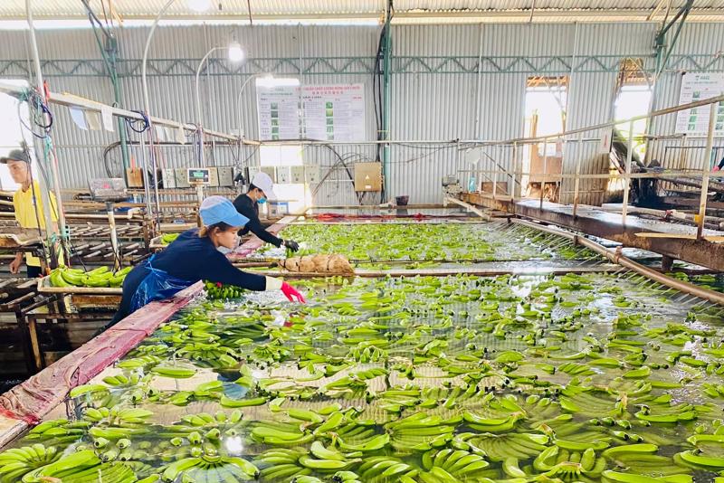 Tháng 5/2023, chuối xuất khẩu của HAG đạt 14.698 tấn.