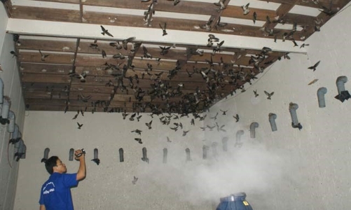 Long An nửa mừng nửa lo với gần 1.200 nhà nuôi yến