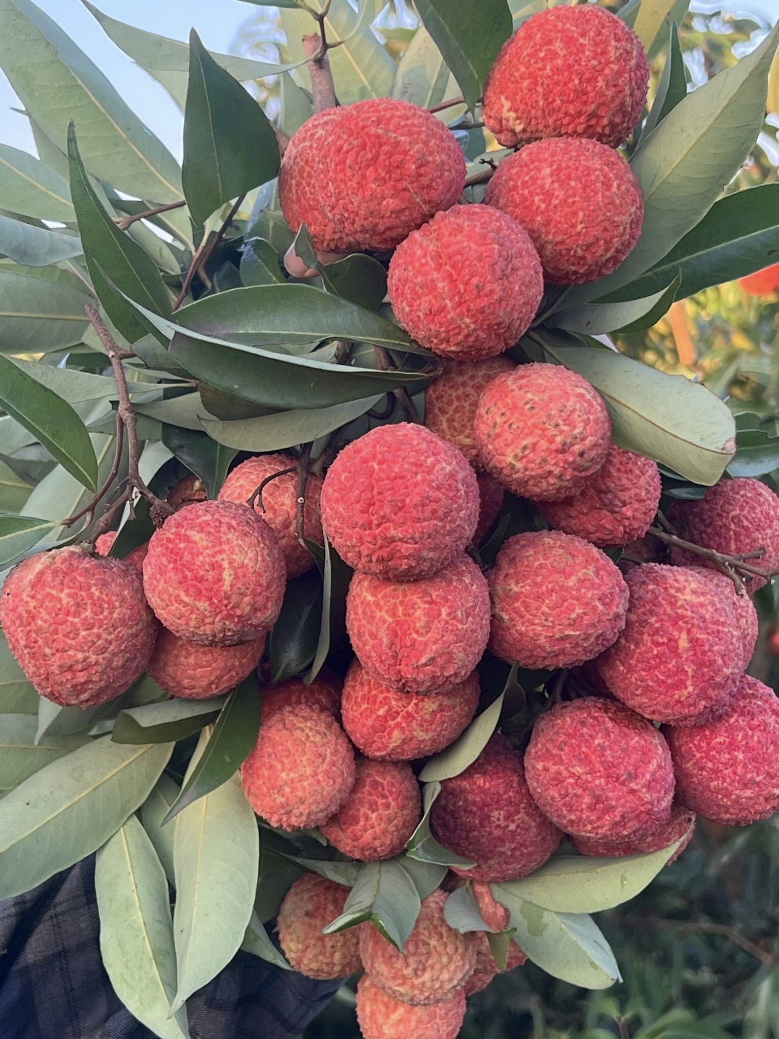 Đ&acirc;y l&agrave; năm đầu ti&ecirc;n vườn vải cho tr&aacute;i với sản lượng chỉ từ 15 - 20 tấn.