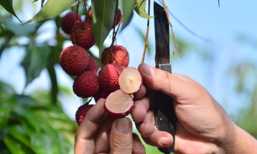 Vải ngọc không hạt “cháy hàng” cả trong và ngoài nước