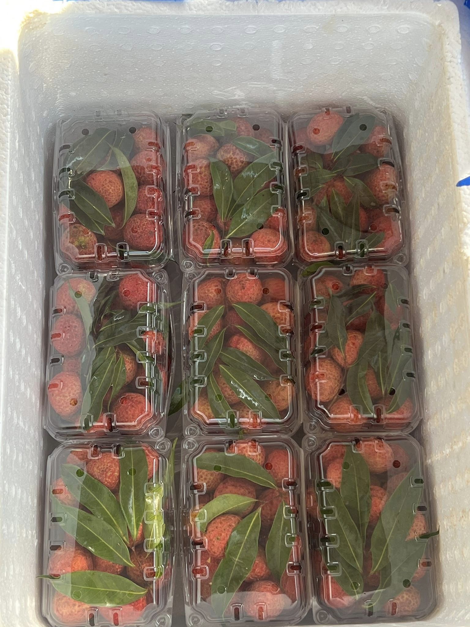 Đơn h&agrave;ng đặt mua loại vải n&agrave;y rất lớn, trong khi nguồn cung chưa đủ để cung cấp cho c&aacute;c hệ thống si&ecirc;u thị hay c&aacute;c cửa h&agrave;ng b&aacute;n lẻ.