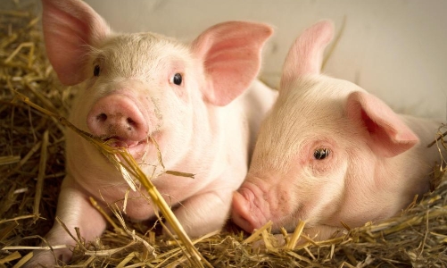 Lợi nhuận doanh nghiệp chăn nuôi lợn đã thoát đáy, kỳ vọng tăng trưởng tốt trong năm 2023