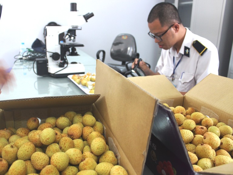 Quả vải của tỉnh Bắc Giang, Hải Dương xuất khẩu phải đưa v&agrave;o TP.HCM chiếu xạ khiến cho chi ph&iacute;, thời gian v&agrave; gi&aacute; th&agrave;nh đội l&ecirc;n.