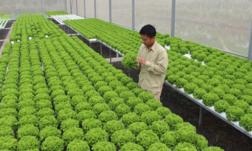 Phát triển nông nghiệp ứng dụng công nghệ cao của Hà Nội chưa tương xứng với tiềm năng