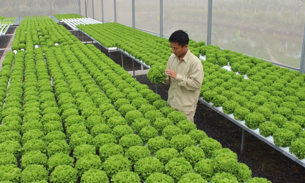 Ứng dụng công nghệ cao mới chỉ ở vài khâu.