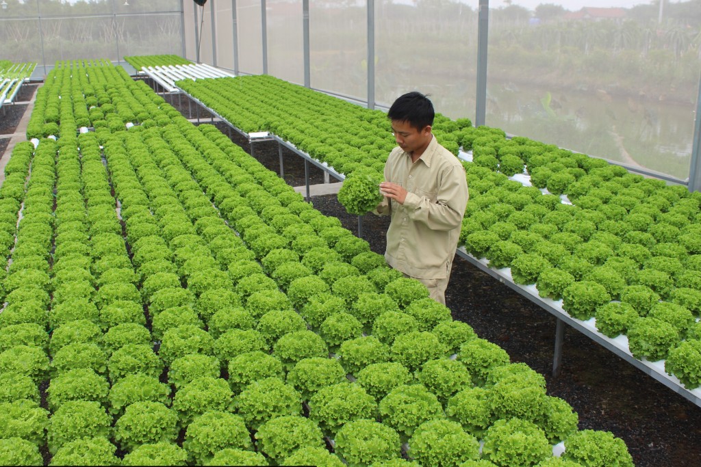 Ứng dụng công nghệ cao mới chỉ ở vài khâu. 
