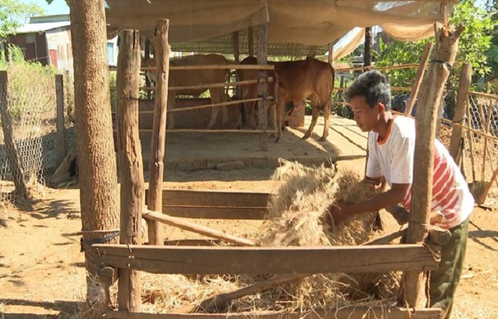 Hỗ trợ cấp giống bò cho hộ nghèo. Ảnh: TTXVN