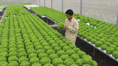 Hanoi targets 70% of agricultural value from high-tech farming