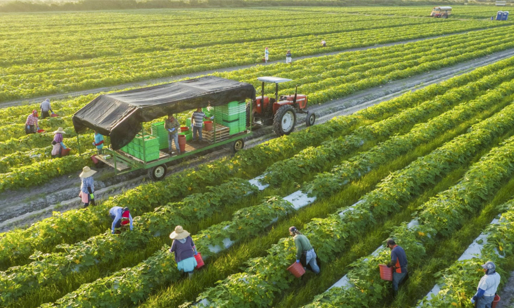 Đầu tư nông nghiệp bền vững là bước đột phá về tư duy và cách làm nông nghiệp.