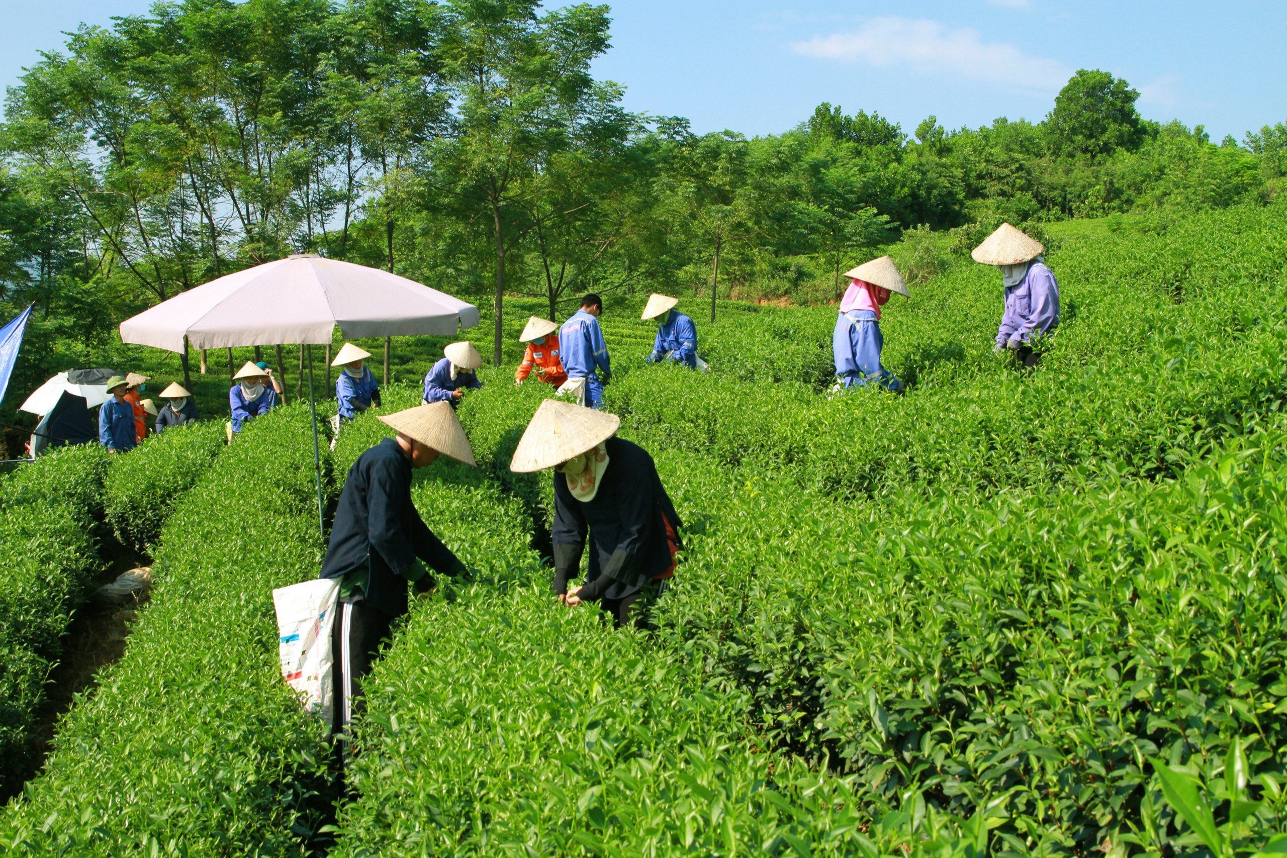 Các sở sản xuất của Masan góp phần tạo ra công ăn việc làm, giúp cải thiện đời sống của người dân địa phương.