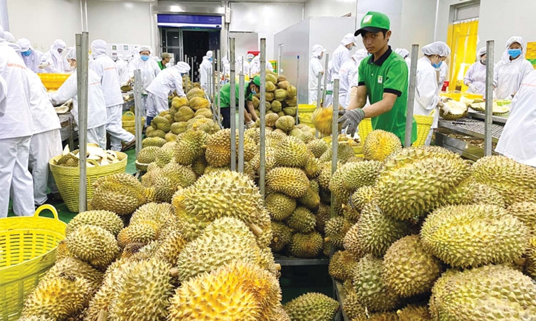 Sầu riêng đang dẫn đầu về kim ngạch xuất khẩu trong ngành hàng trái cây.