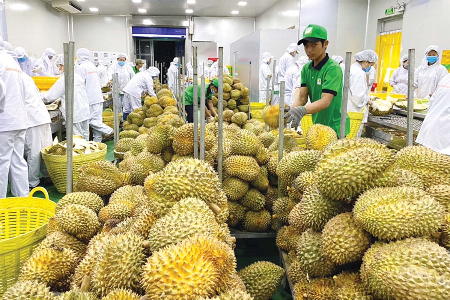Sầu riêng đang dẫn đầu về kim ngạch xuất khẩu trong ngành hàng trái cây.