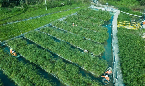 Được đánh giá cao về ESG, Masan Group nhận giải Top 50 Doanh nghiệp phát triển bền vững 2023