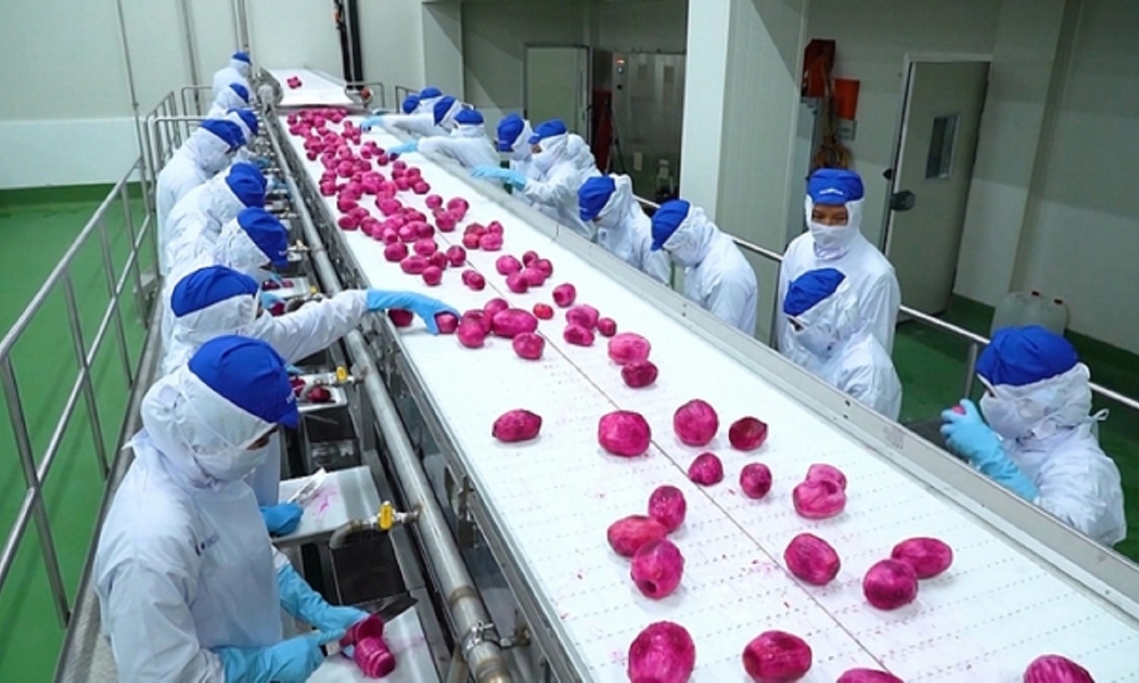 Chế biến là khâu quan trọng để nâng cao giá trị gia tăng cho nông sản