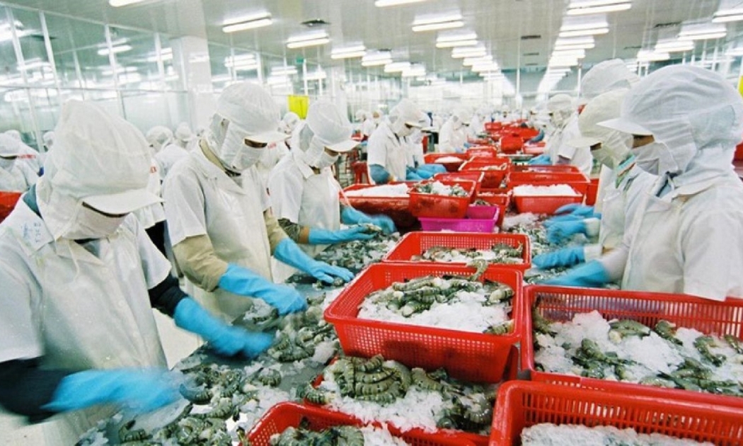 Các doanh nghiệp chế biến thủy sản đang phải chật vật duy trì sản xuất.