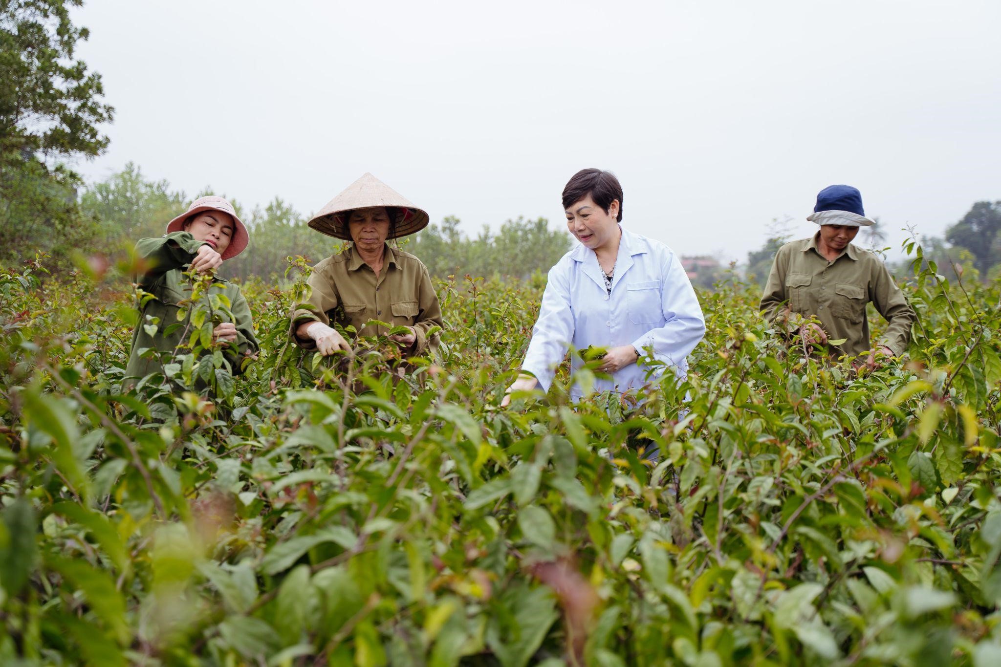 B&agrave; Nguyễn Phương Dung đồng h&agrave;nh c&ugrave;ng người n&ocirc;ng d&acirc;n tại v&ugrave;ng dược liệu.