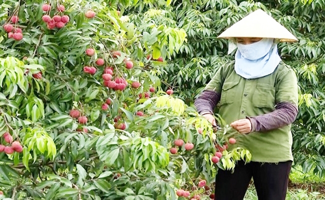 Vải không hạt được trồng tại Ngọc Lặc, Thanh Hóa được xuất khẩu đi Nhật