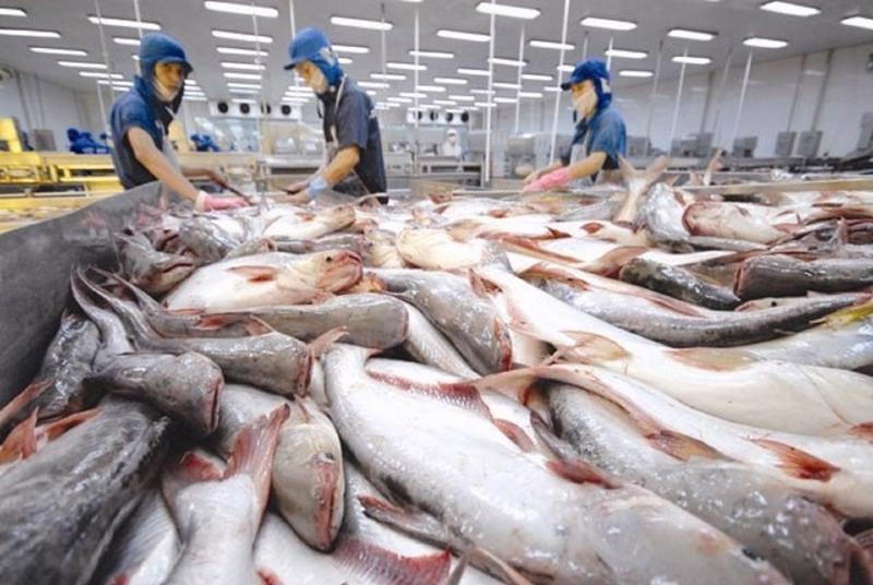 Tra fish exporters expected to recover by year-end