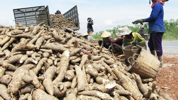 Ba điểm nghẽn “bóp nghẹt” xuất khẩu sắn 