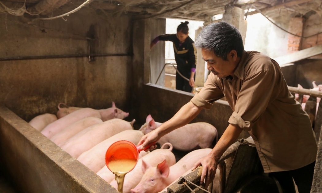 Chăn nuôi gia súc, gia cầm nói chung gặp nhiều khó khăn do giá nguyên liệu đầu vào đã tăng trong thời gian dài và hiện đang ở mức cao nhưng giá xuất bán sản phẩm đầu ra không ổn định, lợi nhuận của người chăn nuôi bị giảm. Ảnh: Trí Phong.