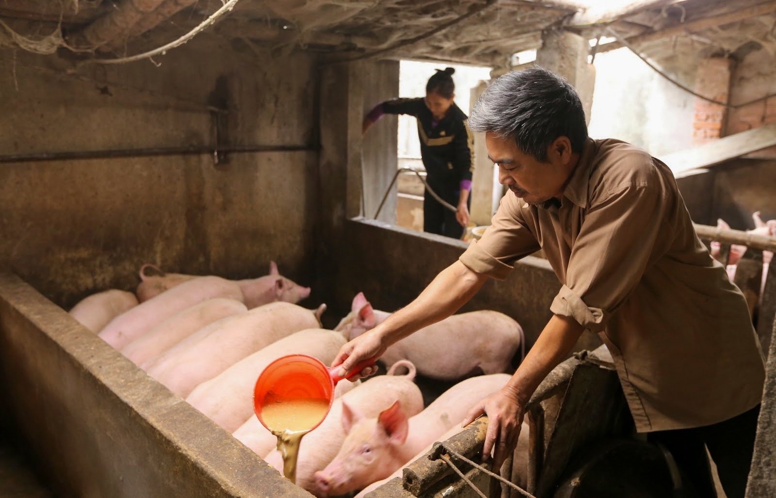 Chăn nuôi gia súc, gia cầm nói chung gặp nhiều khó khăn do giá nguyên liệu đầu vào đã tăng trong thời gian dài và hiện đang ở mức cao nhưng giá xuất bán sản phẩm đầu ra không ổn định, lợi nhuận của người chăn nuôi bị giảm. Ảnh: Trí Phong.