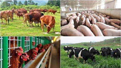 1H exports of animal husbandry products hit $232mln