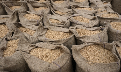 Giá gạo châu Á lập đỉnh 2 năm vì El Nino