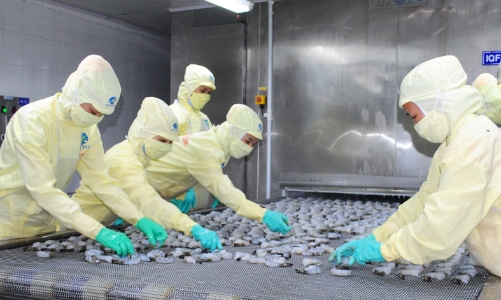 Trung Quốc tăng cường nhập khẩu tạo đà phục hồi xuất khẩu tôm Việt Nam